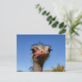 Kopf vom Vogel Strauß Postkarte (Stehend Vorderseite)