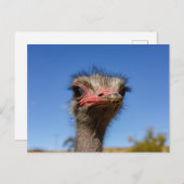Kopf vom Vogel Strauß Postkarte (Vorne/Hinten)