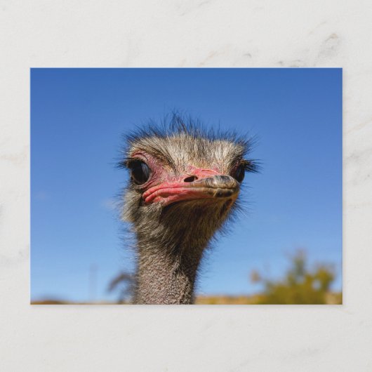 Kopf vom Vogel Strauß Postkarte (Vorderseite)