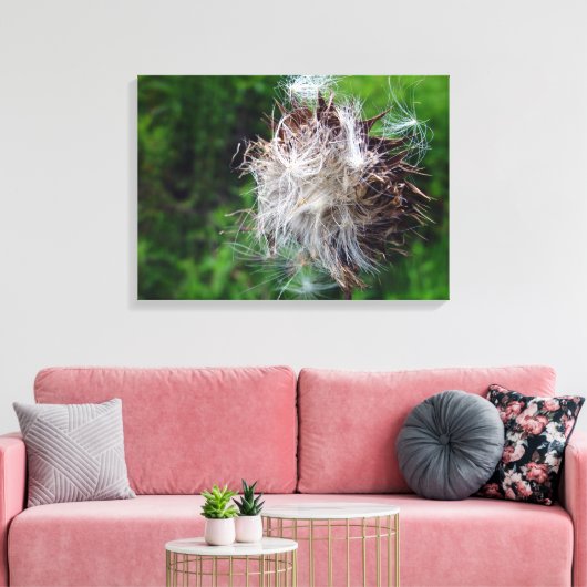 Köpfchen der Kratzdistel  Leinwanddruck (Insitu (Wohnzimmer))