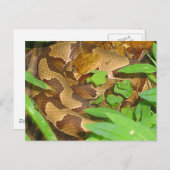 Kopferschlange Postkarte (Vorne/Hinten)