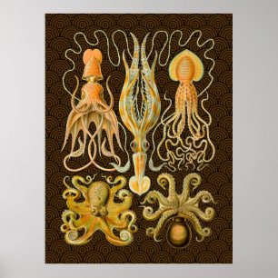 Kopffüßer Oktopus Tintenfisch Meeresnatur Poster