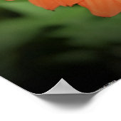 Kopffüßer, Poster (Ecke)