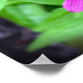 Kopffüßer, Poster (Ecke)