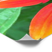 Kopffüßer, Poster (Ecke)