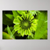 Kopffüßer, Poster (Vorne)