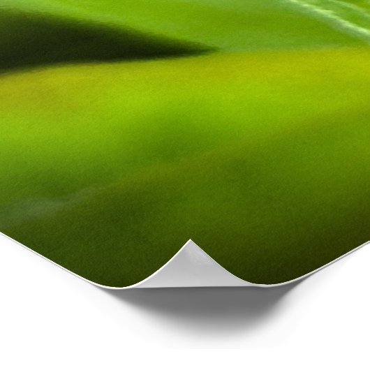 Kopffüßer, Poster (Ecke)