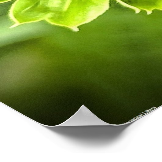 Kopffüßer, Poster (Ecke)