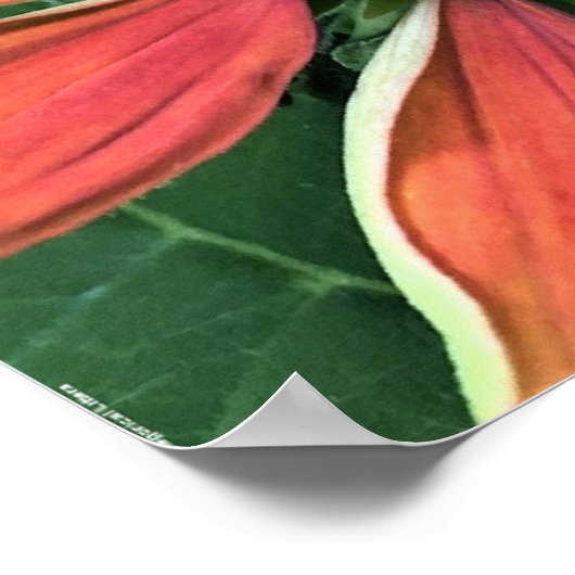 Kopffüßer, Poster (Ecke)