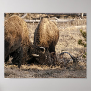 Kopframmende Bisons - Kunstfeindruck Poster