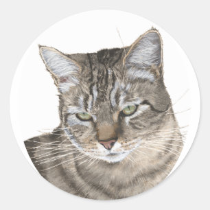 Kopfstudie einer Kurzhaarkatze vom Tabby-Typ Runder Aufkleber