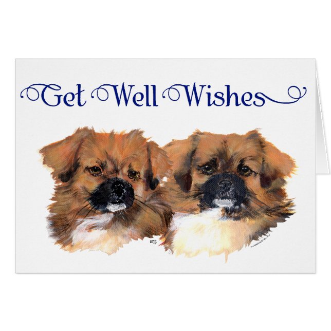 Kopfstudie Tibet-Spaniels (Vorderseite (Horizontal))