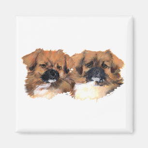 Kopfstudie Tibet-Spaniels Magnet