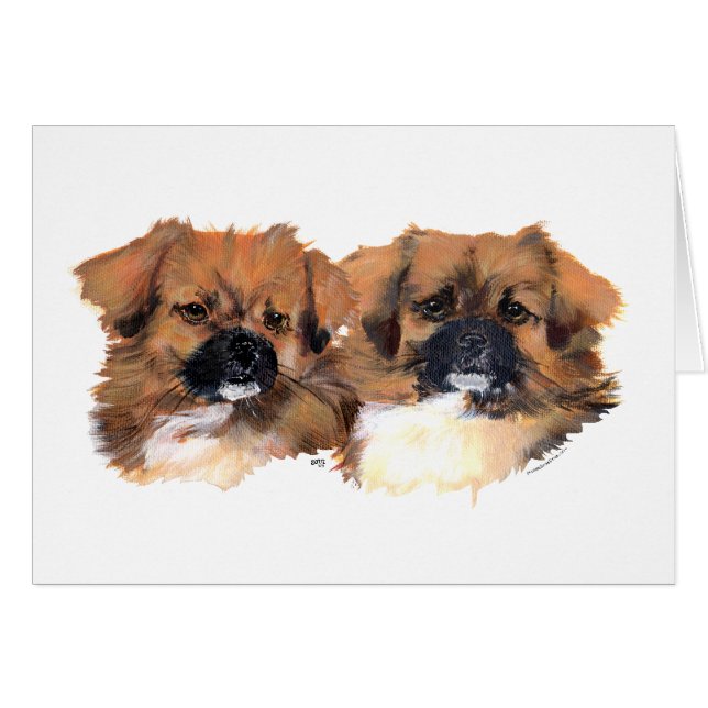 Kopfstudie Tibetischer Spaniels (Vorderseite (Horizontal))