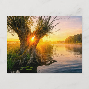 Kopfweide an einem nebligen Fluss bei Sonnenaufgan Postkarte