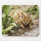 Kopie des Serval 019 Mousepad (Vorne)