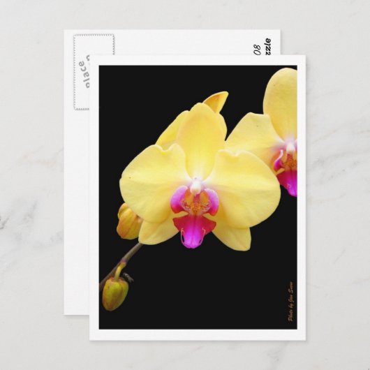 Kopie gelber Orchideen Postkarte (Vorne/Hinten)