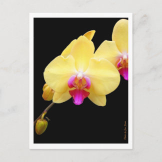 Kopie gelber Orchideen Postkarte