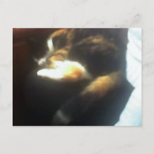 Kopie von Pub Cat Postkarte