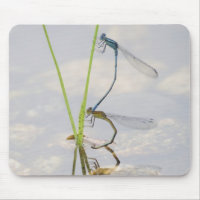 Kopulation von Damselflies