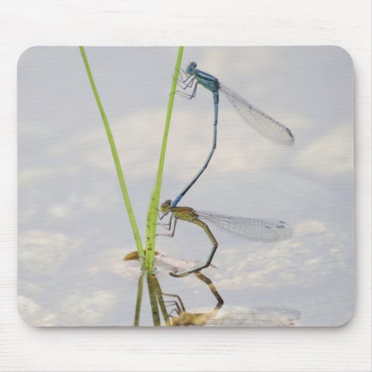 Kopulation von Damselflies Mousepad (Vorne)