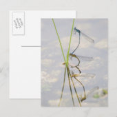 Kopulation von Damselflies Postkarte (Vorne/Hinten)