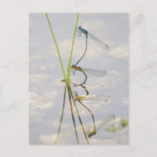Kopulation von Damselflies Postkarte