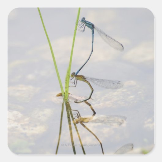 Kopulation von Damselflies Quadratischer Aufkleber (Vorderseite)