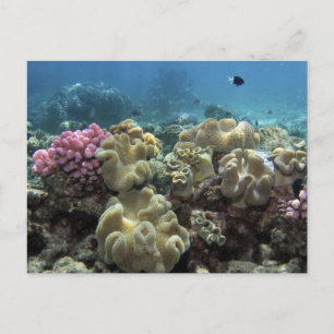 Koralle, Agincourt Reef, Great Barrier Reef, Postkarte