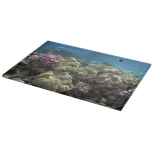 Koralle, Agincourt Reef, Great Barrier Reef, Schneidebrett