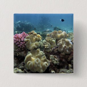 Koralle, Agincourt Riff, Great Barrier Reef, Button