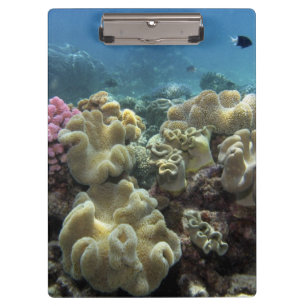 Koralle, Agincourt Riff, Great Barrier Reef, Klemmbrett