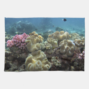 Koralle, Agincourt-Riff, Great Barrier Reef, Küchentuch