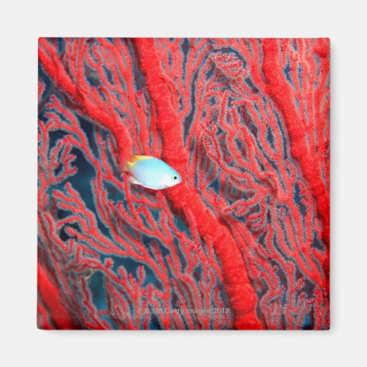 Koralle Magnet (Vorne)