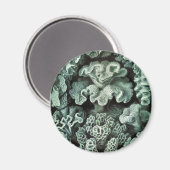 Koralle Magnet (Vorderseite/Rückseite)