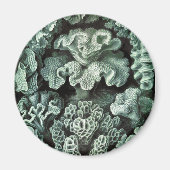 Koralle Magnet (Vorne)