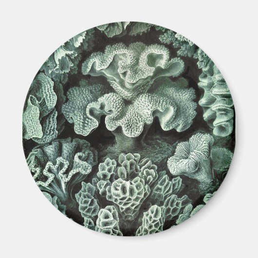 Koralle Magnet (Vorne)