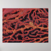 Koralle Nah Poster (Vorne)