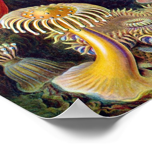 Koralle Poster (Ecke)