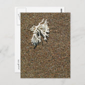 Koralle Postkarte (Vorne/Hinten)