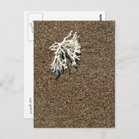 Koralle Postkarte (Vorne/Hinten)