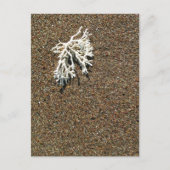 Koralle Postkarte (Vorderseite)