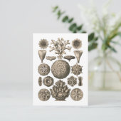 Koralle Postkarte (Stehend Vorderseite)