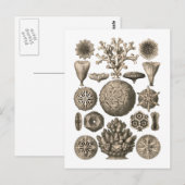 Koralle Postkarte (Vorne/Hinten)