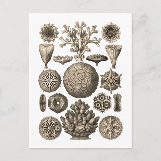 Koralle Postkarte (Vorderseite)