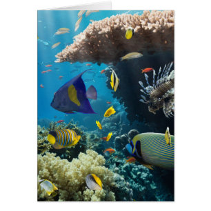 Koralle und Fische im Roten Meer, Ägypten