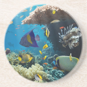 Koralle und Fische im Roten Meer, Ägypten Getränkeuntersetzer
