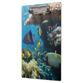 Koralle und Fische im Roten Meer, Ägypten Klemmbrett (Links)