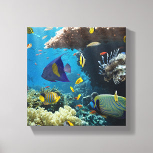 Koralle und Fische im Roten Meer, Ägypten Leinwanddruck