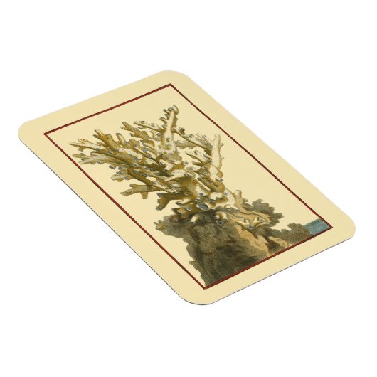 Korallen am Meer Magnet (Rechte Seite)